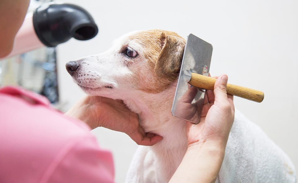 遠くを見つめる犬