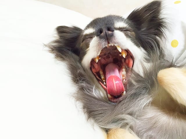 大きく口を開ける犬