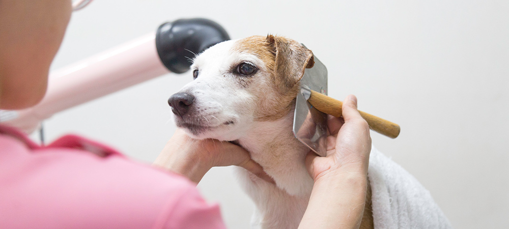 トリミングを受ける犬