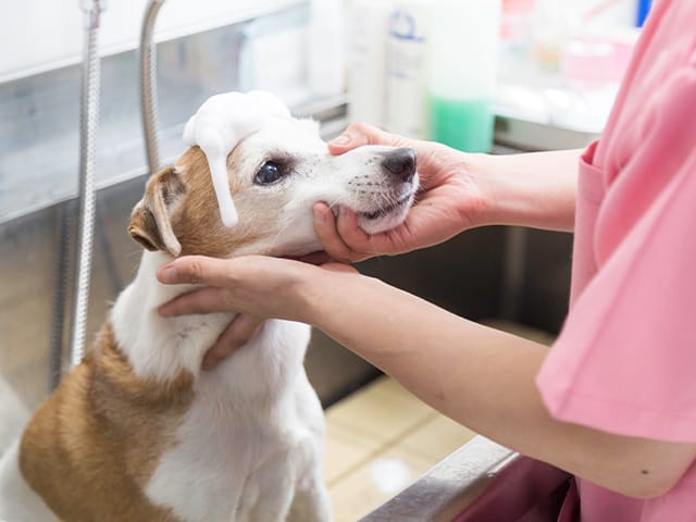 シャンプー中の犬